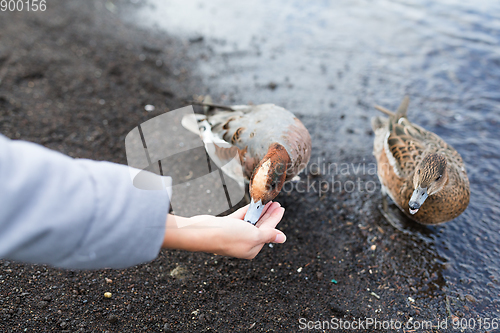 Image of Woman feeding duck