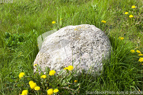 Image of green grass