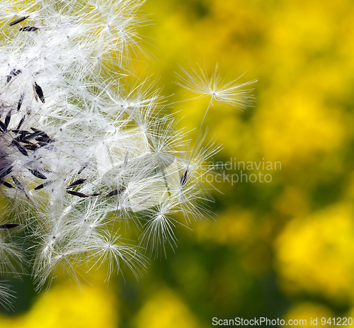 Image of Dandelion seed