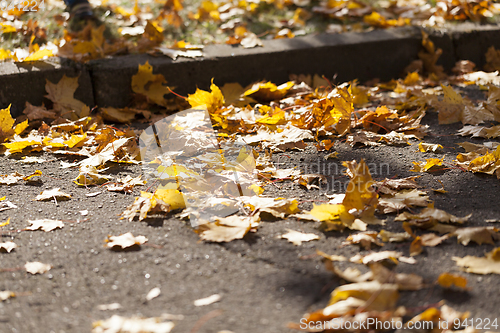 Image of Maple leaves on the road