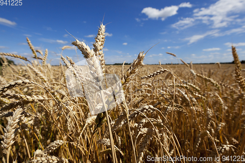 Image of farm field cereals