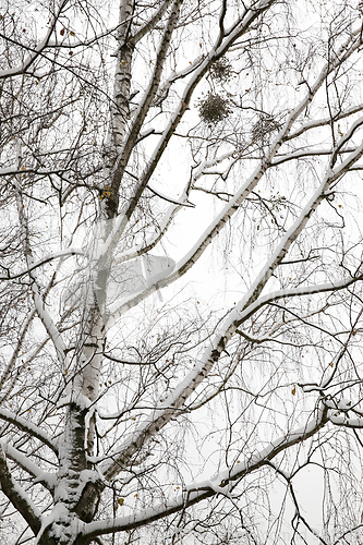 Image of snow-covered branches of bare birch tree