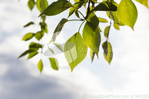 Image of Leaf of a plant