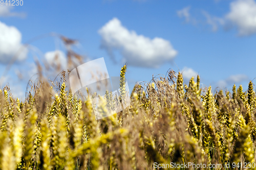 Image of Wheat Field and Clouds