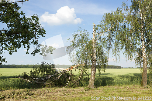 Image of a broken birch tree in summer