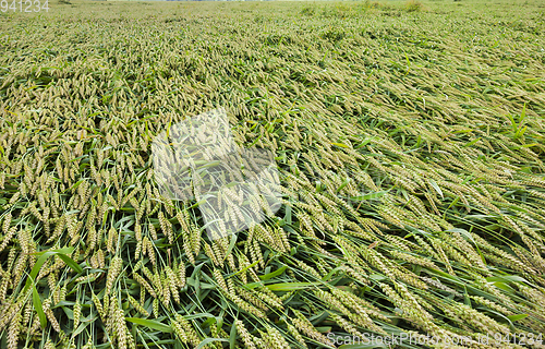 Image of broken wheat spike