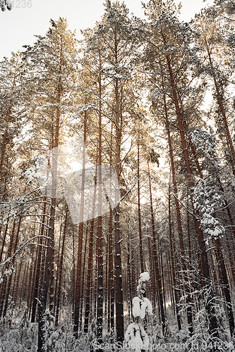 Image of winter forest trees