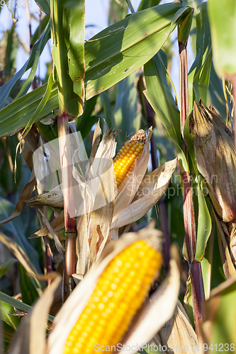 Image of Ripe cob of corn