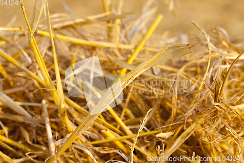 Image of Stacks of straw