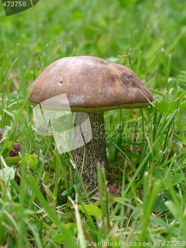 Image of Mushroom