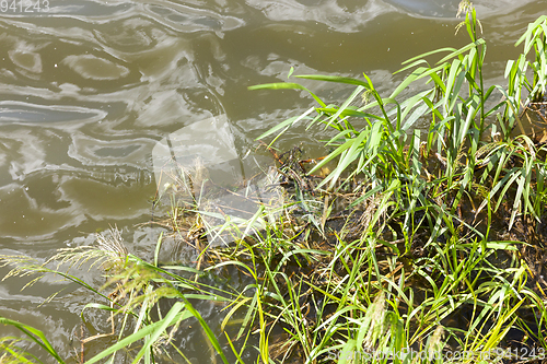 Image of plants growing on a swamp