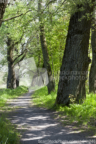 Image of Green trees in park