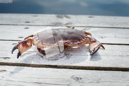 Image of alive crab standing on wooden floor