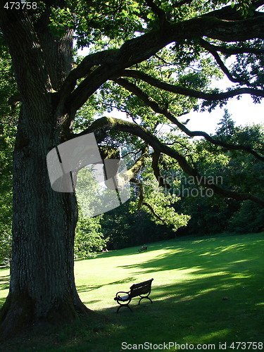 Image of Old Oak