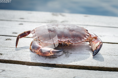 Image of alive crab standing on wooden floor