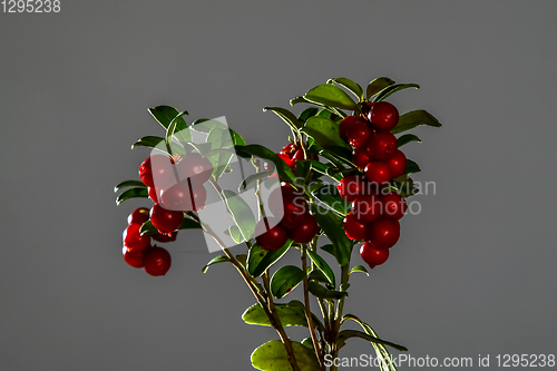 Image of Bunch of red cranberries on gray background.