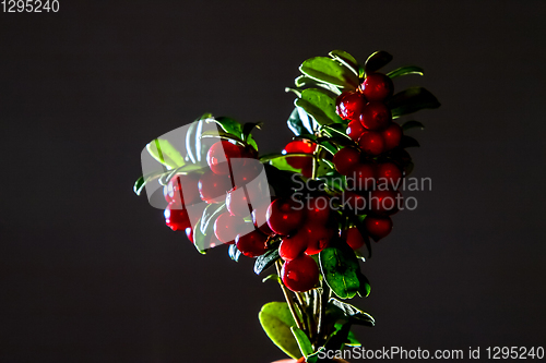 Image of Bunch of red cranberries on gray background.