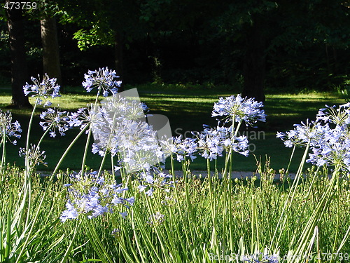 Image of Blue flowers