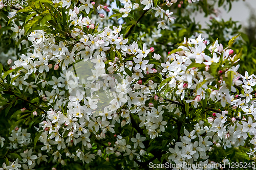 Image of Branches of the fruit tree with blossoming white flowers. 