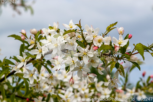 Image of Branches of the fruit tree with blossoming white flowers. 