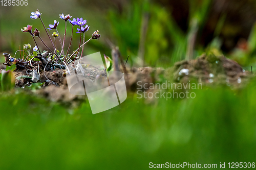 Image of Blue anemones on the green grass.  