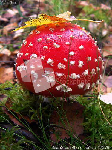 Image of Mushroom fly agaric