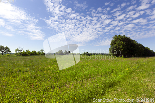 Image of Beautiful meadow