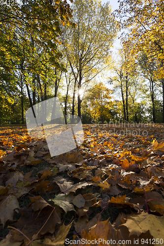 Image of fallen leaves of trees in the sunlight
