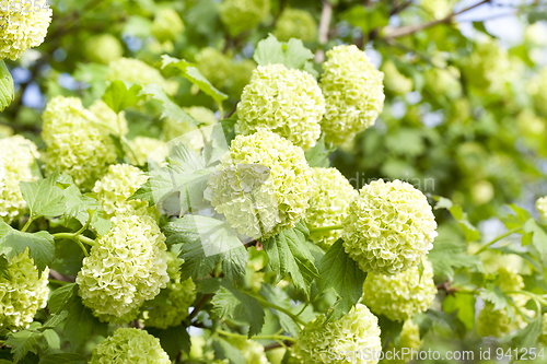 Image of viburnum is sterile , close up