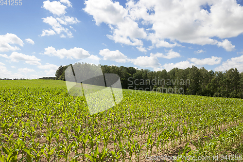 Image of Field with corn