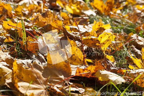 Image of The fallen maple leaves