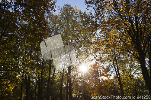 Image of trees with yellowing leaves