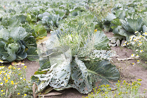 Image of field with a crop