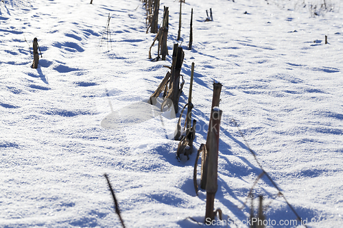 Image of dry corn stalks in a snow-covered field