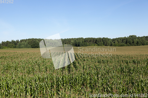 Image of Corn field, summer time