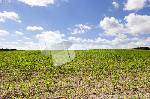 Image of Corn field