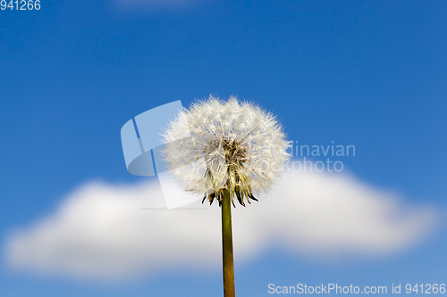 Image of White dandelion flowers