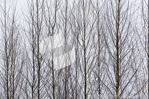 Image of Trees in winter