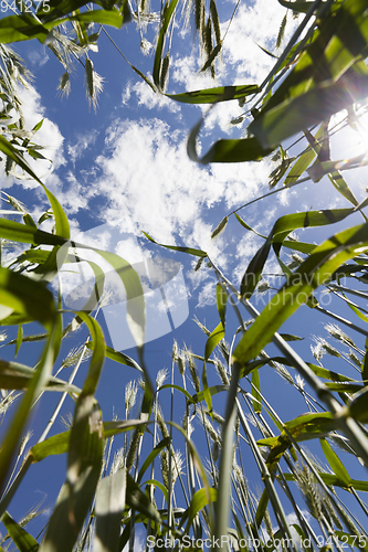 Image of Green ears of rye