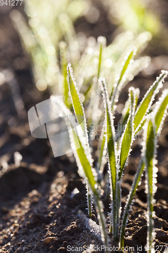 Image of morning frost on leaves green wheat