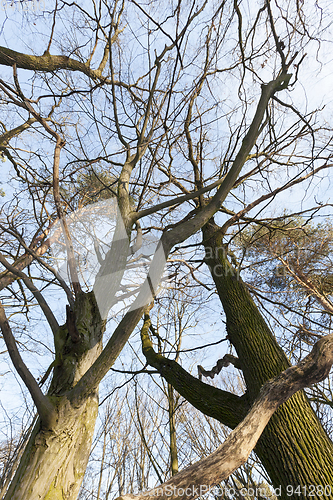 Image of Deciduous trees in winter