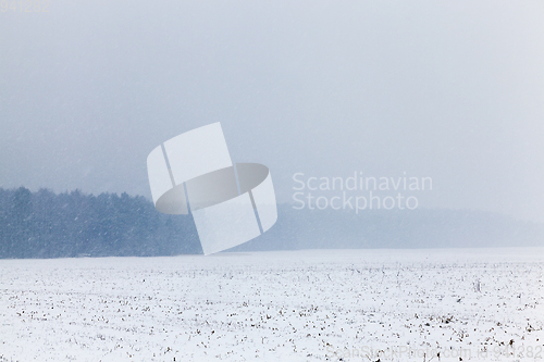 Image of forest in winter