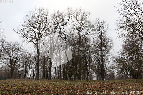 Image of Bare trees in autumn park