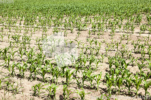 Image of Field of young corn