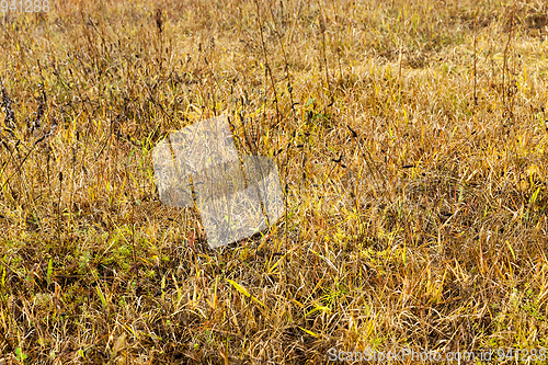 Image of dry yellow grass close up