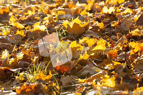 Image of fallen leaves of a maple