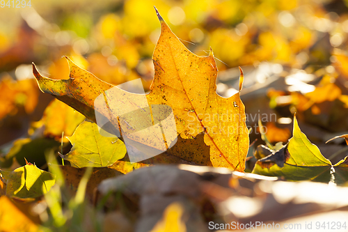 Image of The fallen maple leaves
