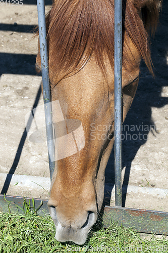 Image of closeup of a horse