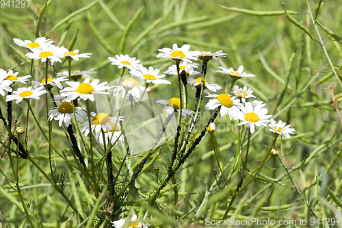 Image of White bush chamomiles