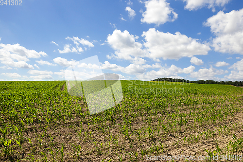 Image of Green corn field over blue sky.